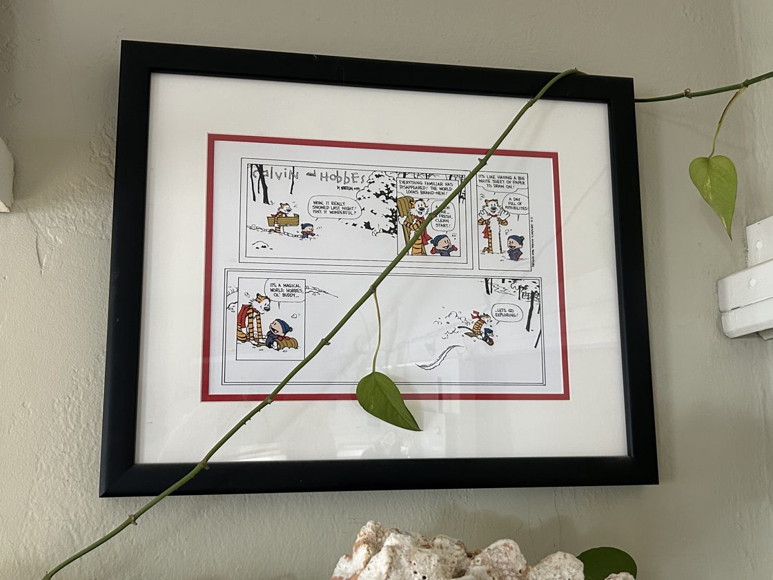 The final Calvin and Hobbes Sunday strip, framed in black on my office wall, with a houseplant vine trailing across the glass.